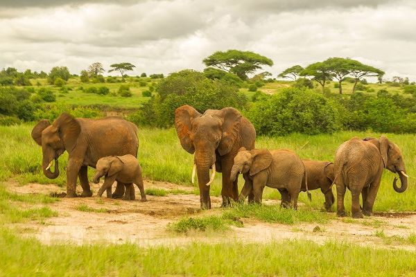 Africa-Tanzania-Tarangire National Park African elephant adults and young